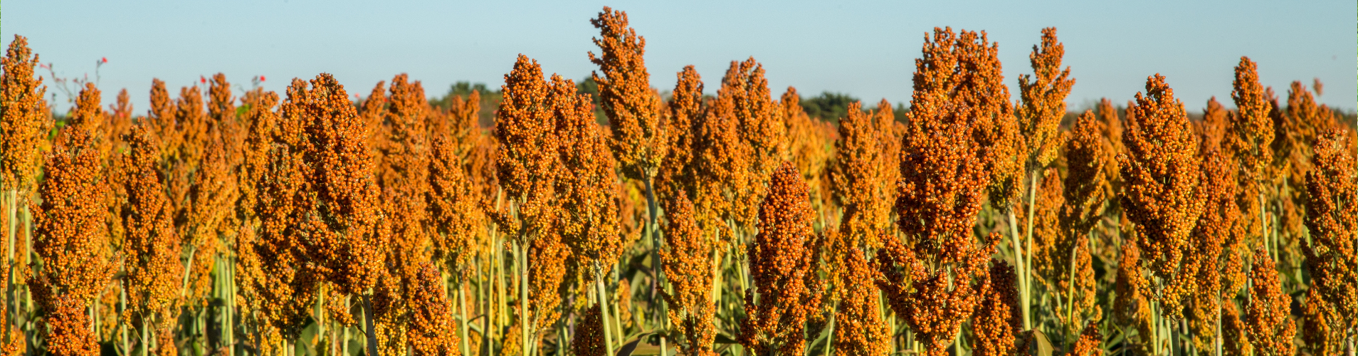 Grain sorghum.